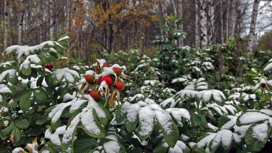 Трава под снегом
