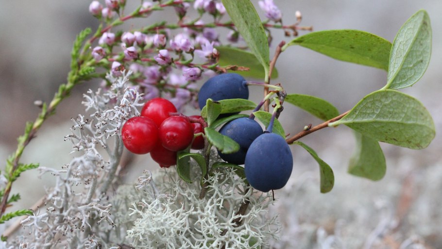Голубика брусника клюква