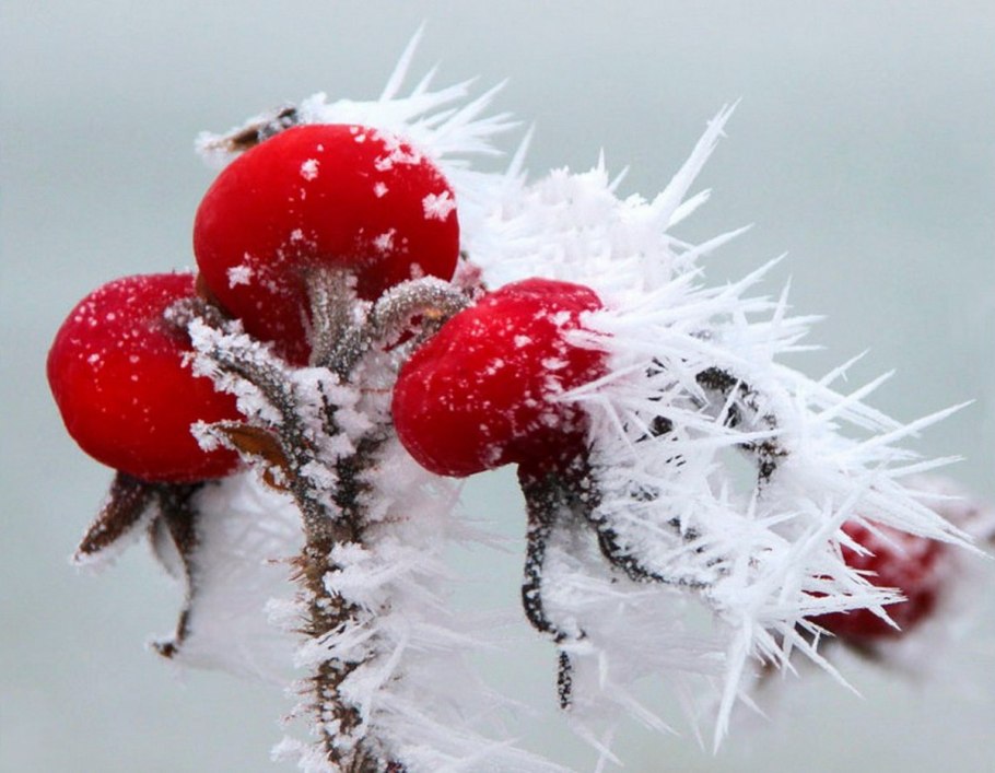 Ягоды в снегу