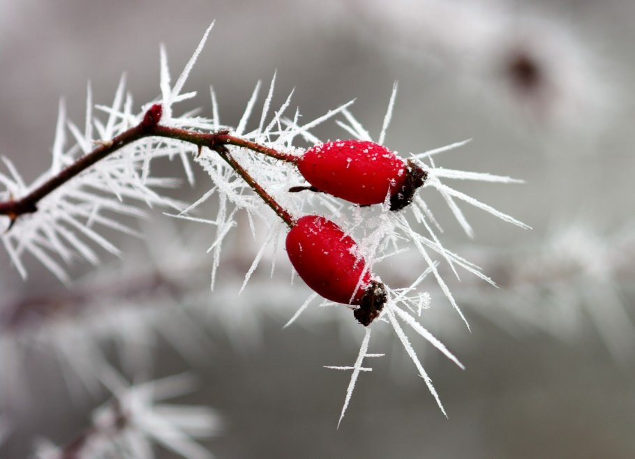 Морозники грибы фото