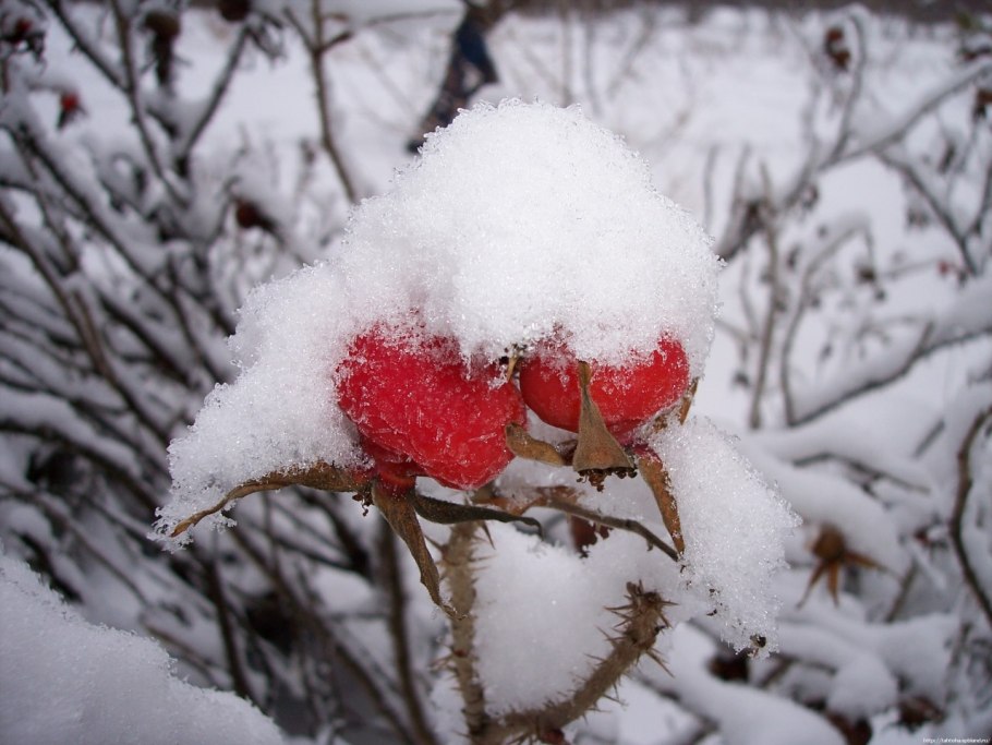 Растения под снегом