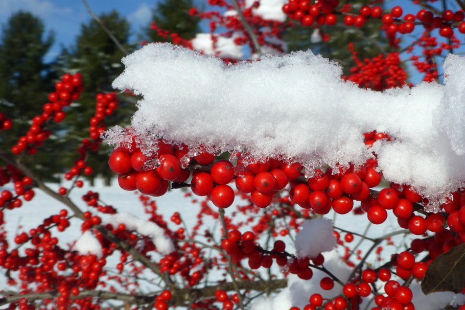 Калина и брусника