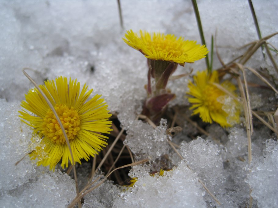 Красные ягоды на снегу