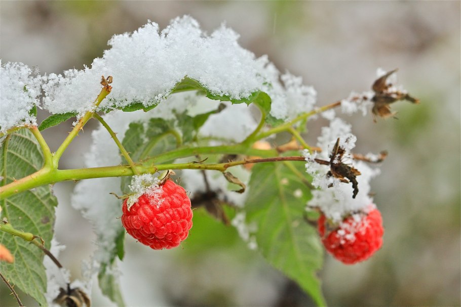 Фрукты под снегом
