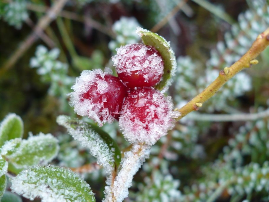 Снежная брусника