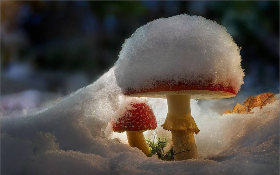 Мухомор зимой