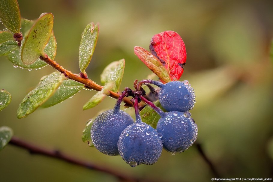 Голубика Карелия