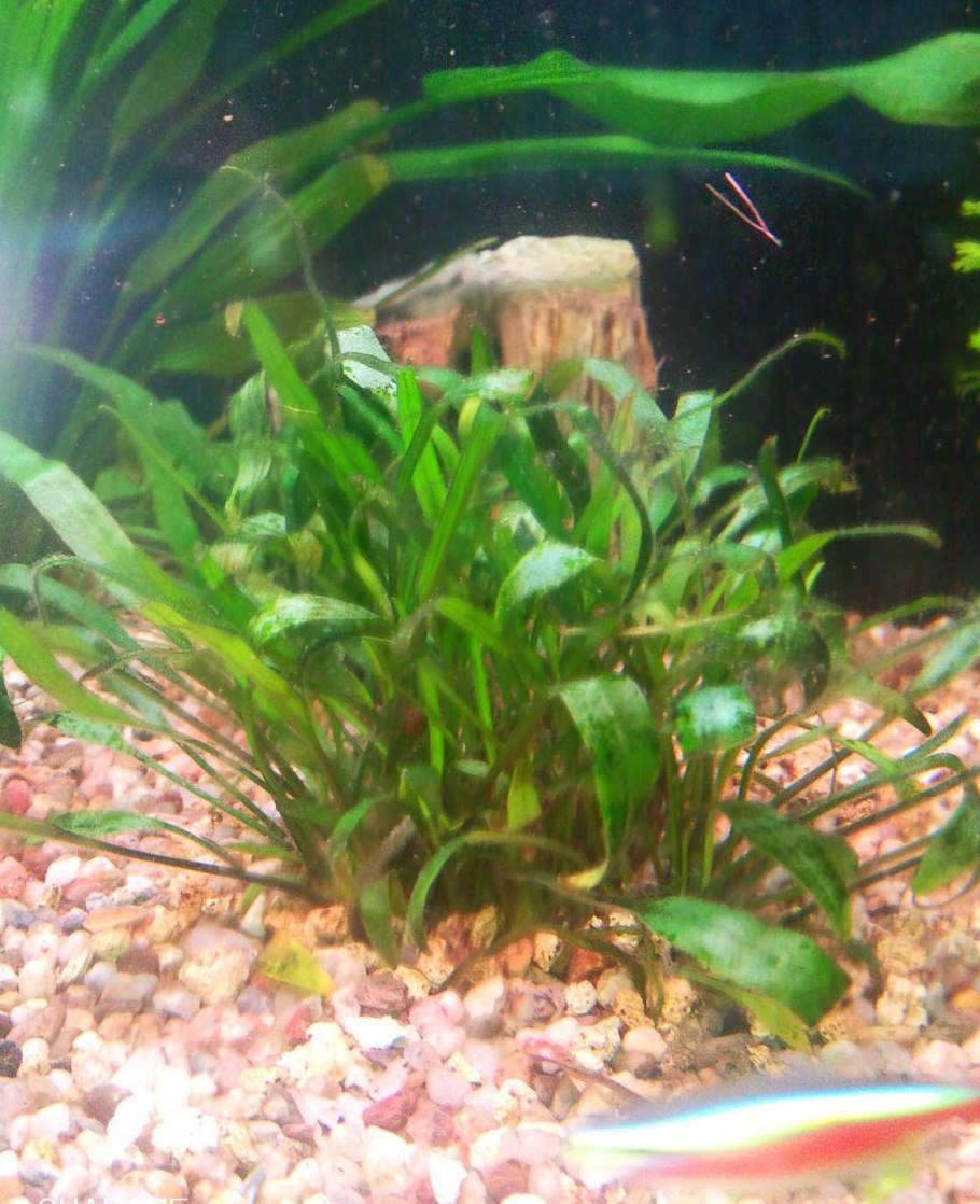 Криптокорина блестящая люценс