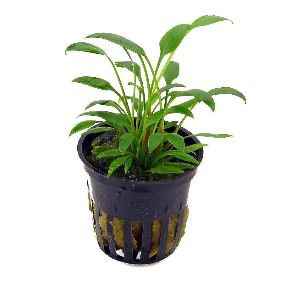 Криптокорина аквариумное красная