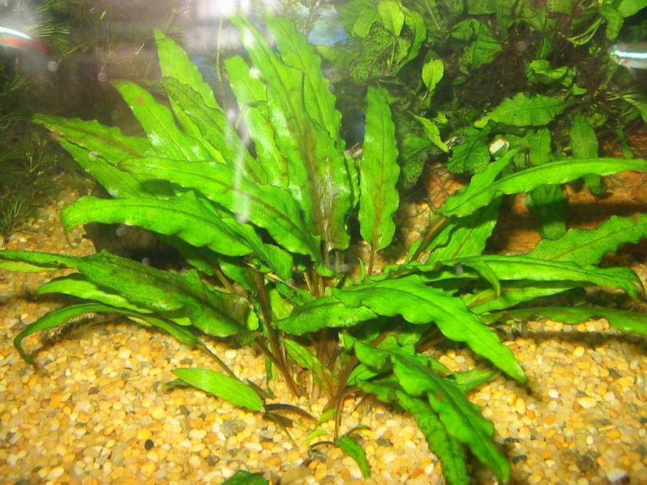 Cryptocoryne lucens