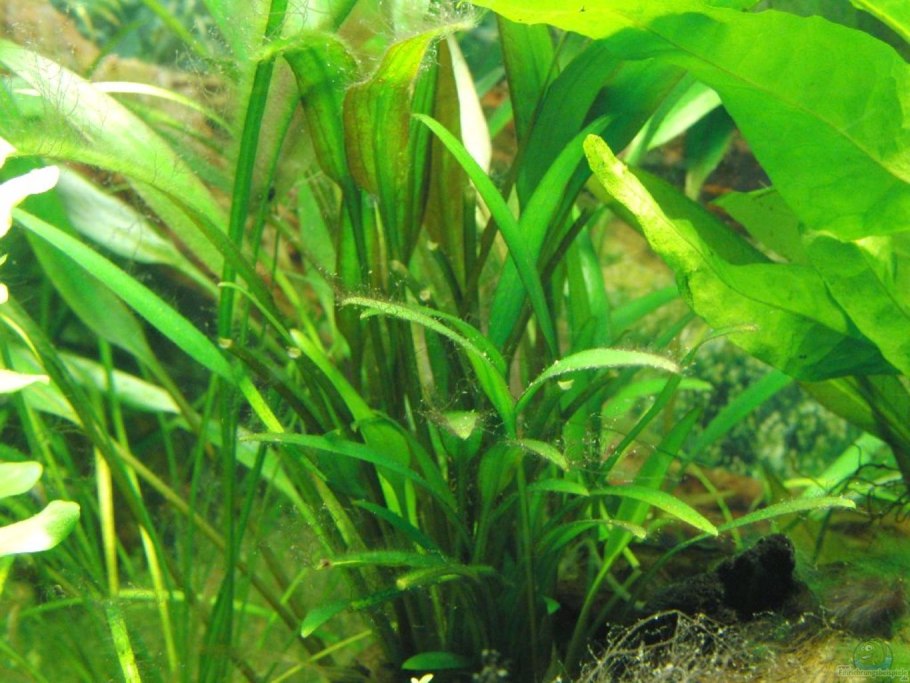 Криптокорина Невилля Cryptocoryne nevillii