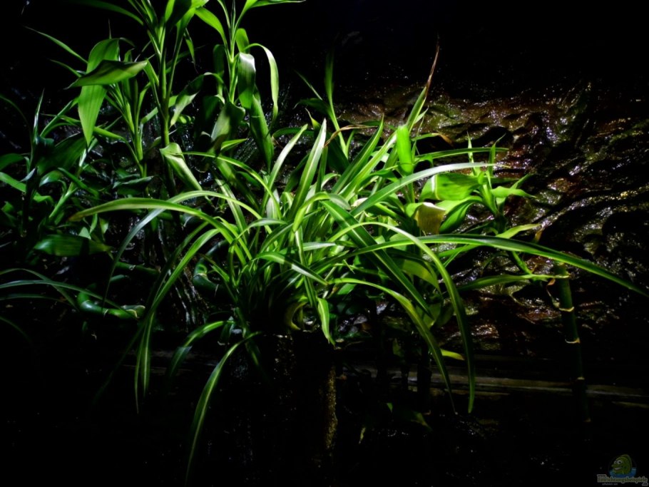 Криптокорина Рубелла