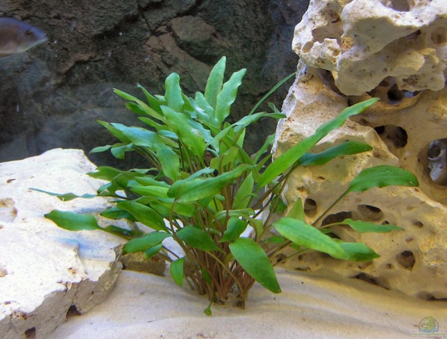 Гигрофила Салицифолия