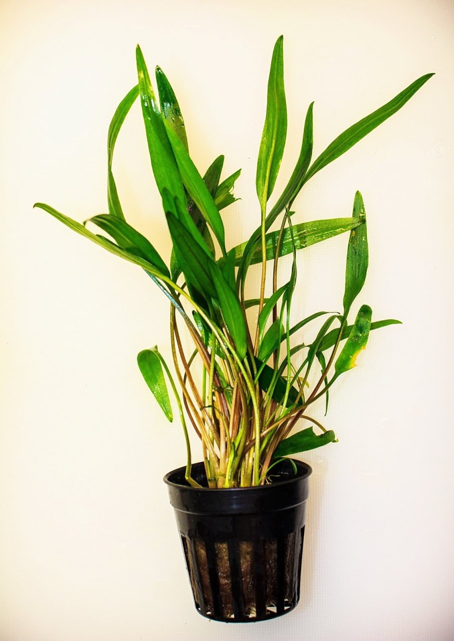 Cryptocoryne willisii