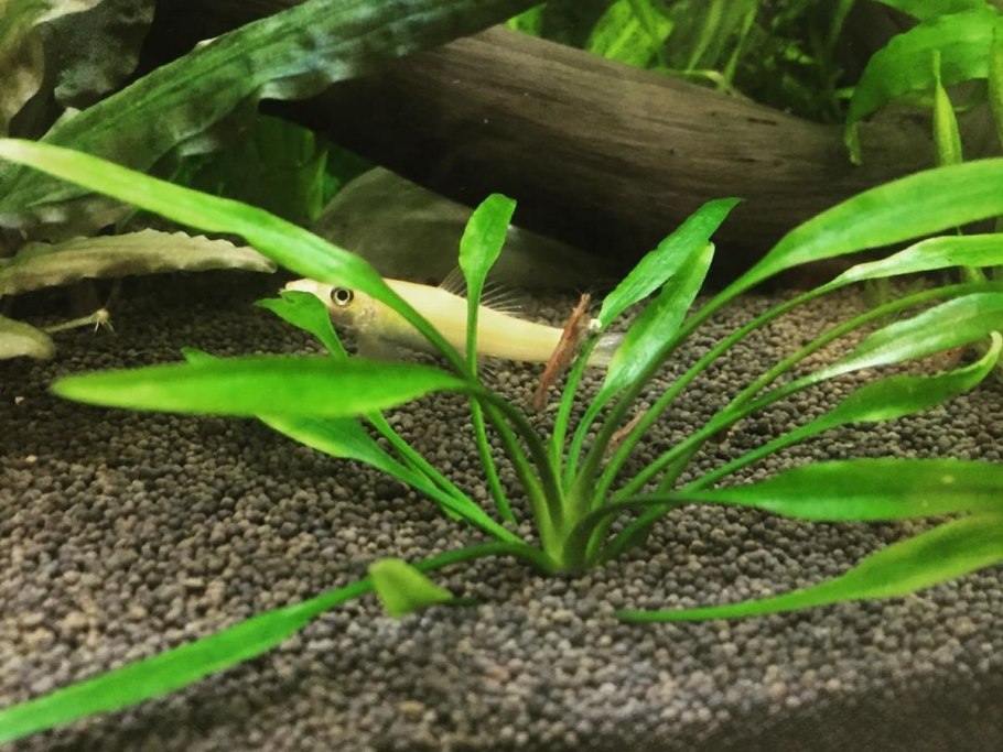 Криптокорина Аксельрода