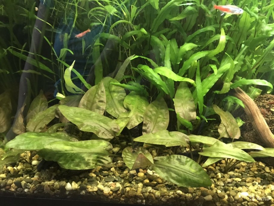 Криптокорина Невилля аквариумное растение