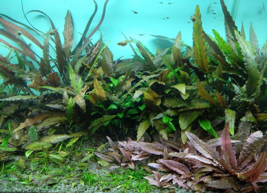 Криптокорина Уиллиса