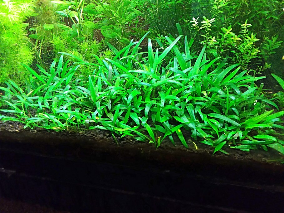 Cryptocoryne lucens