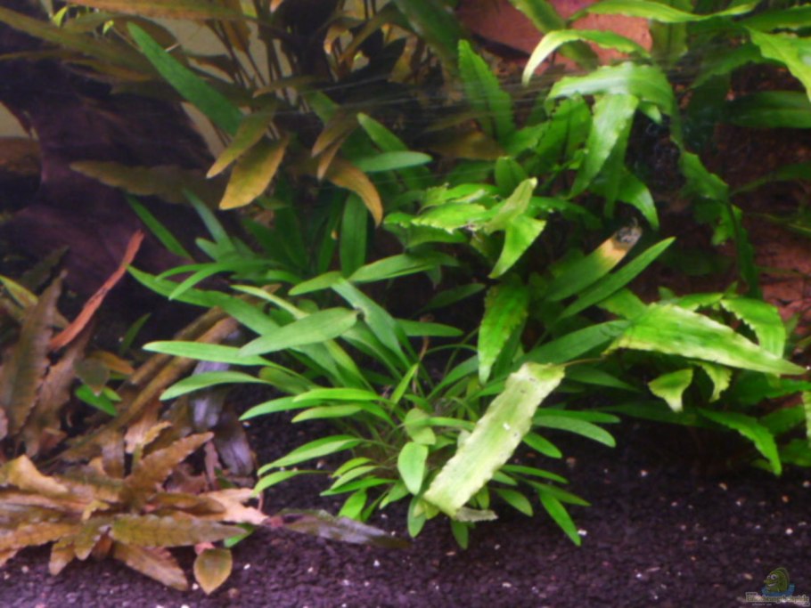 Cryptocoryne nevillii