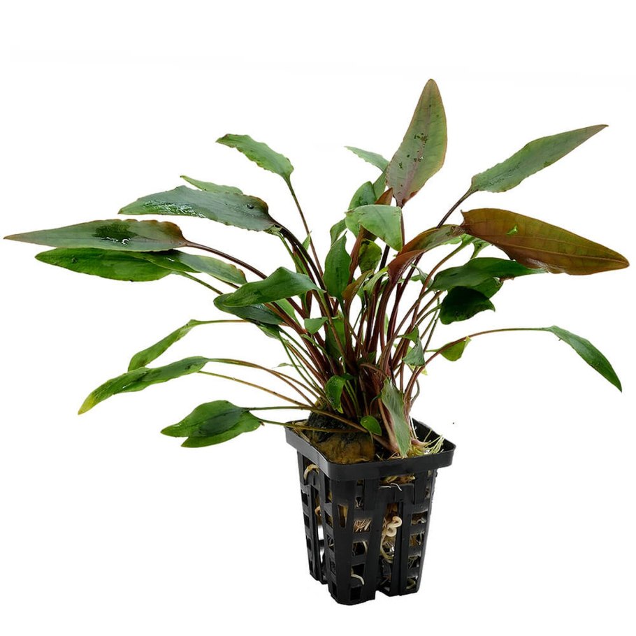 Криптокорина Невилля Cryptocoryne nevillii