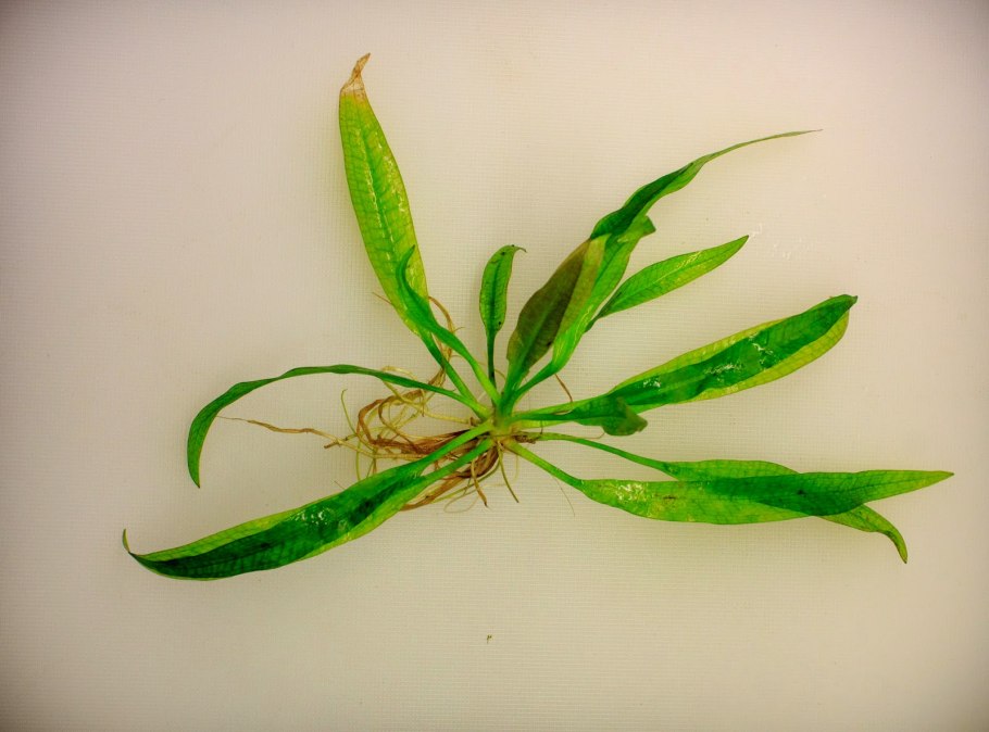 Гигрофила коримбоза компакт