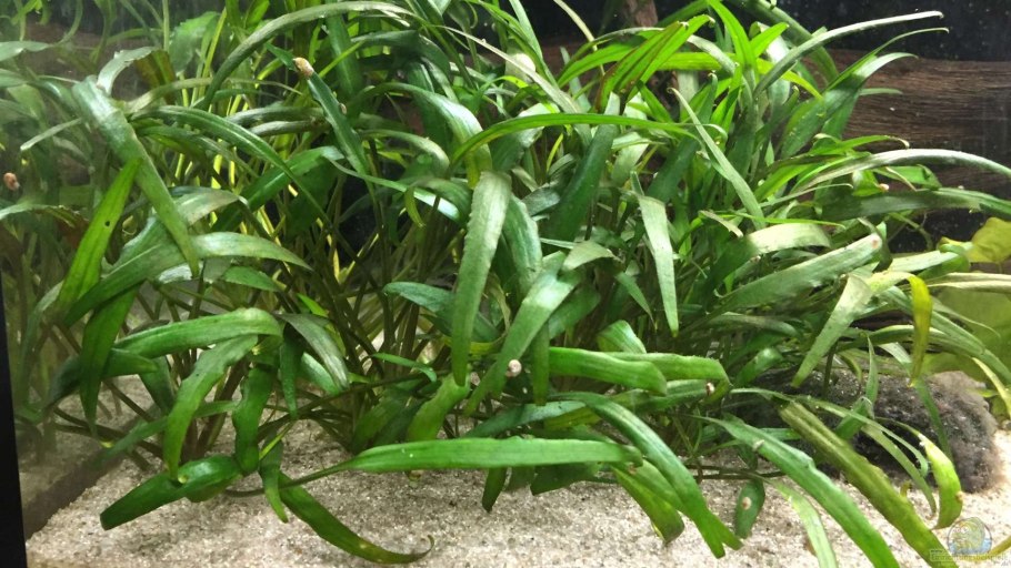 Cryptocoryne willisii