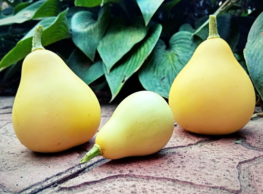 Грушевидные лианы