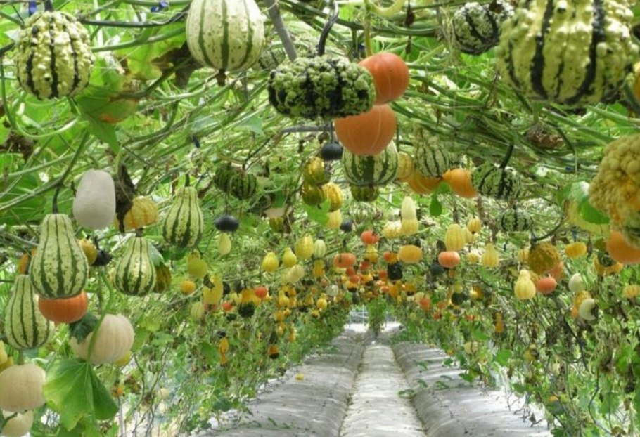 Груша иволистная плакучая