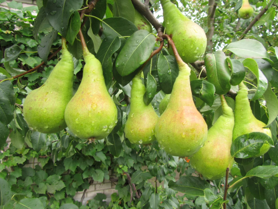 Pyrus calleryana Chanticleer