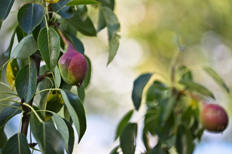Мантек груша дерево