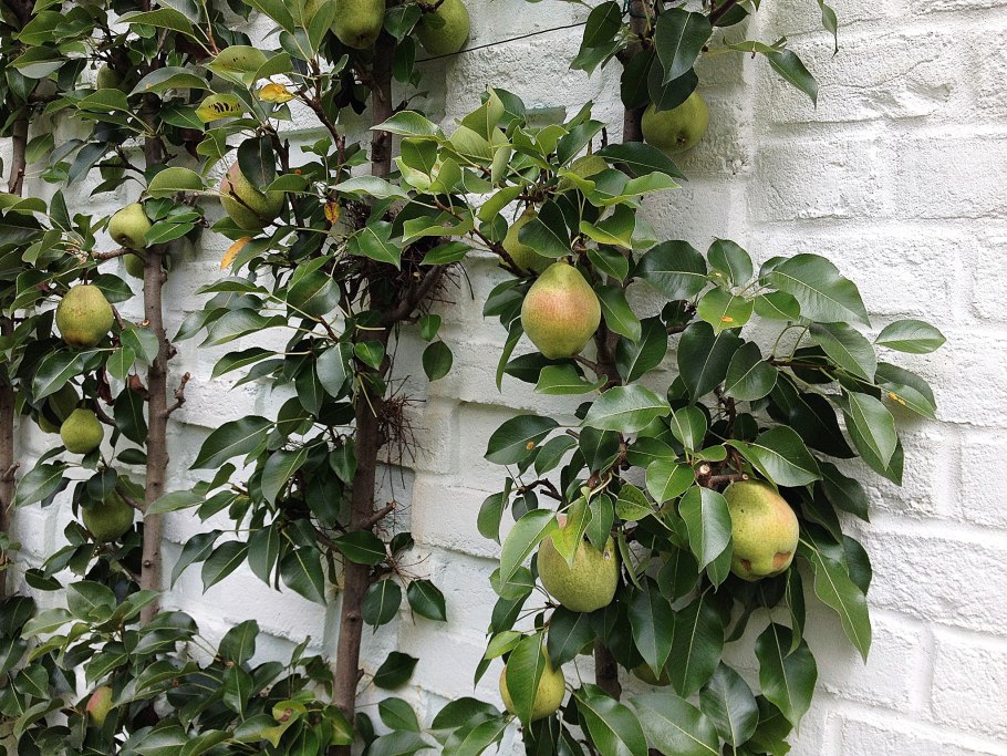 Декоративная растущая груша