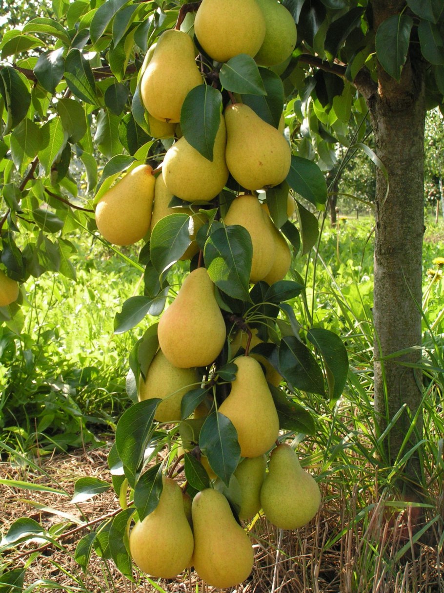 Груша колоновидная медовая