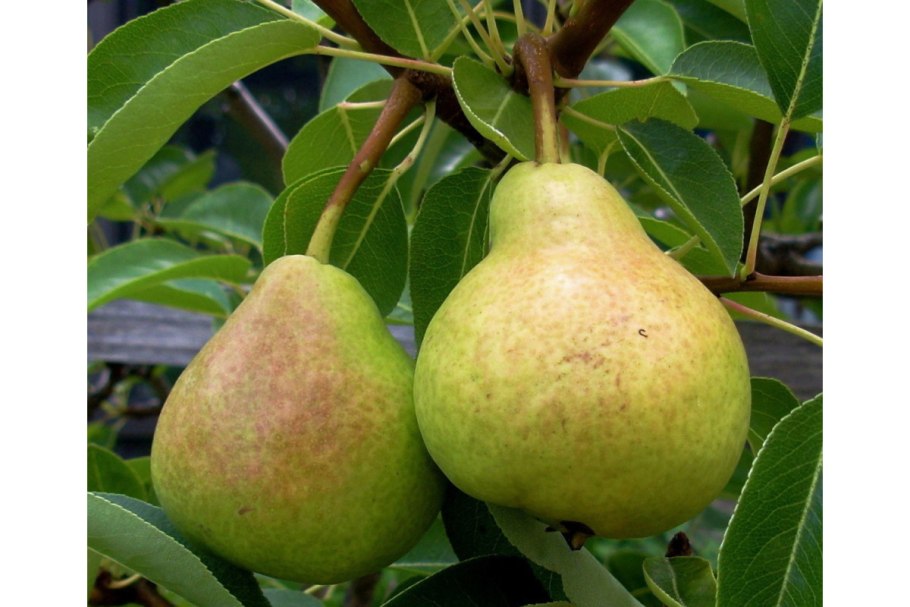 Груша сеянец Киффера