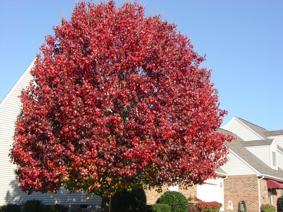 Груша лиановидная