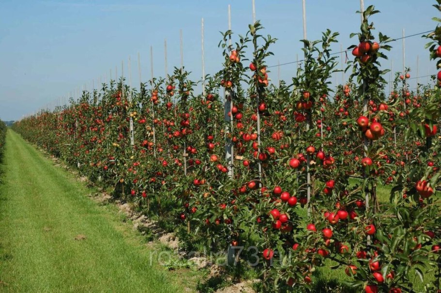 Черкесский бергамот груша
