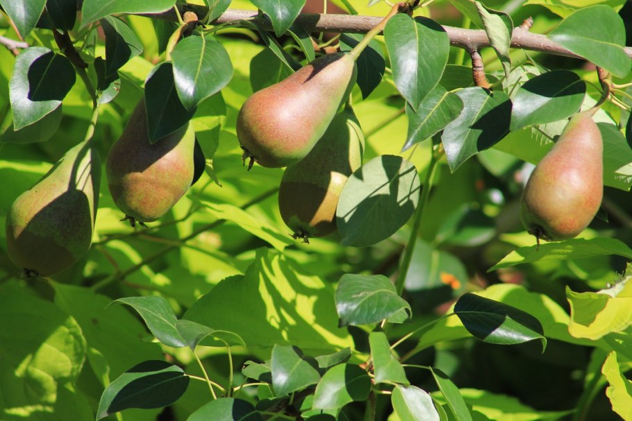 Груша Уссурийская