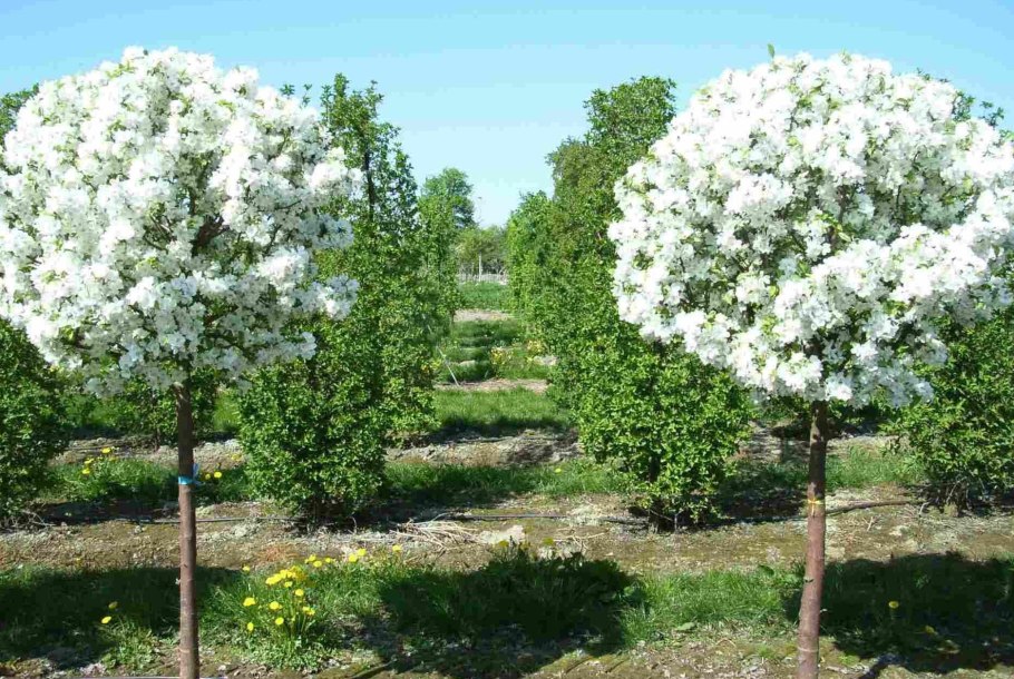 Домашний цветок груша