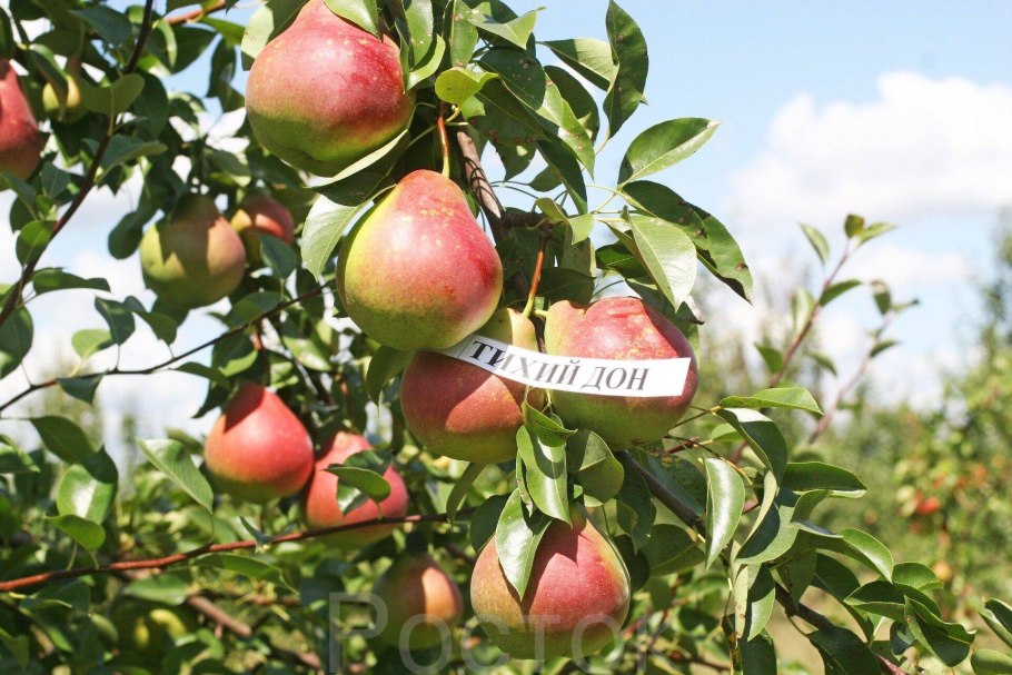 Ветка груши в графике