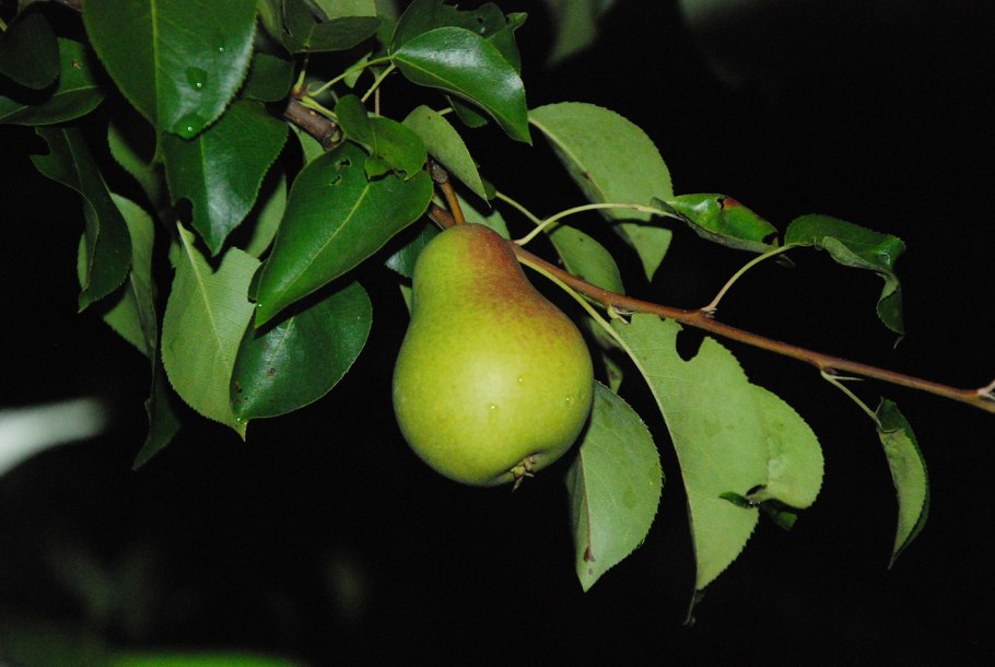 Груша Каллери Брэдфорд