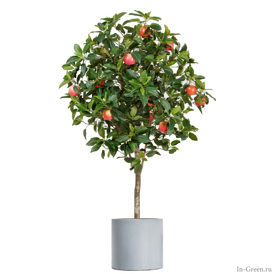 Карликовые плодовые деревья для сада