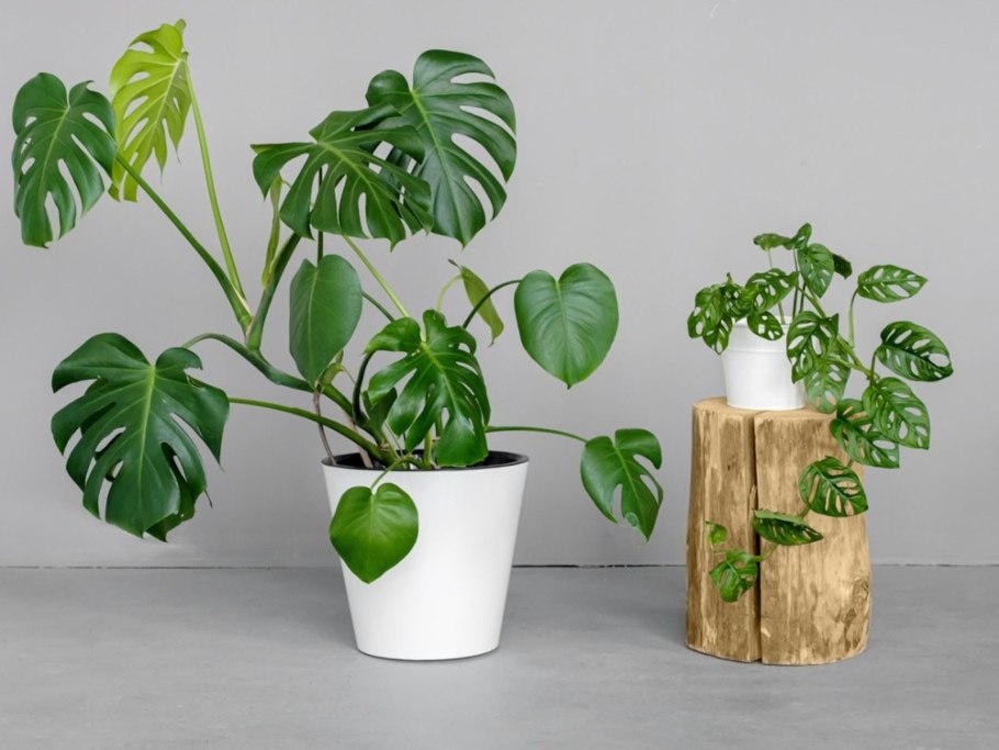 Монстера obliqua (Monstera)