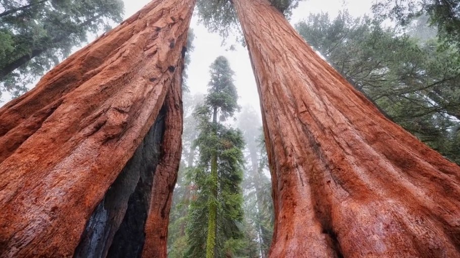 Секвойя и Кингс каньон национальный парк