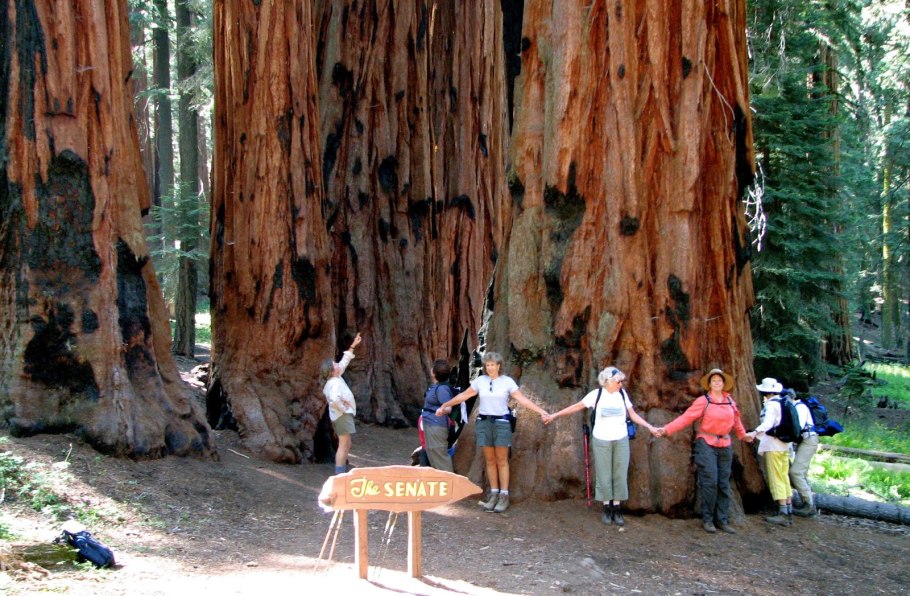 Калифорнийская Секвойя Гиперион
