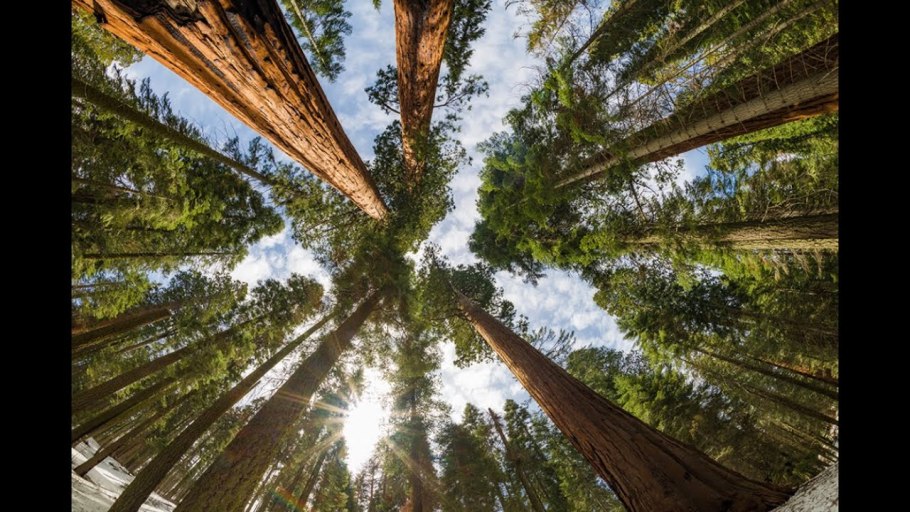 Гелиос дерево