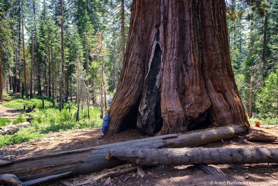 Секвойя дерево Гиперион