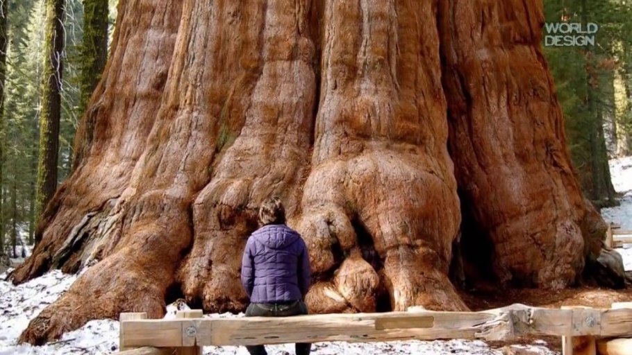 Секвойя президент в национальном парке Секвойя США