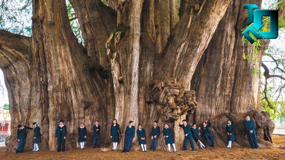 Секвойя дерево Гиперион