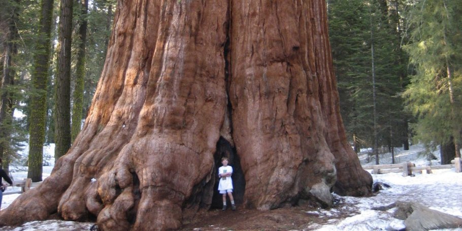 Секвойя пожар