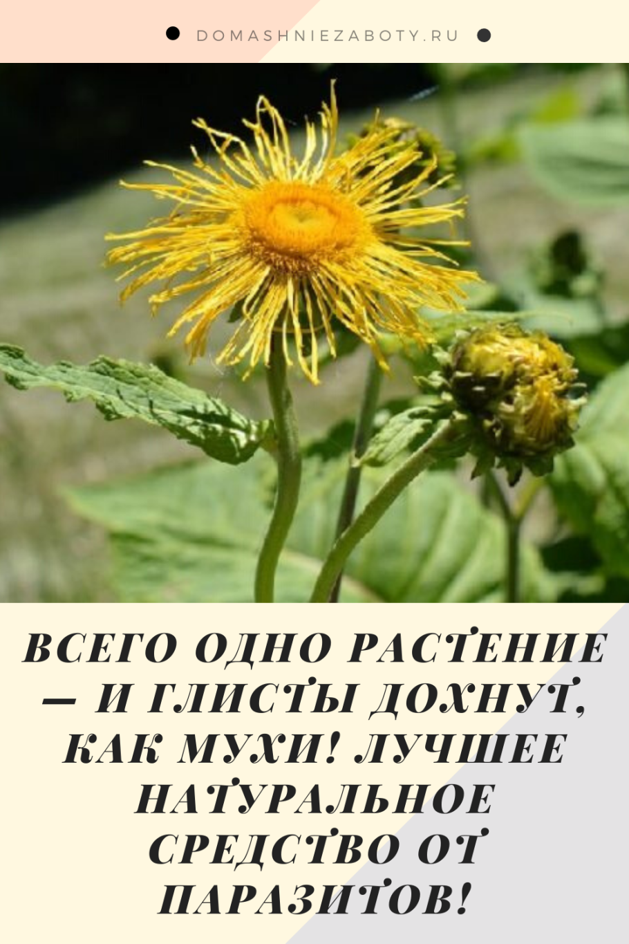 Соцветие полузонтик