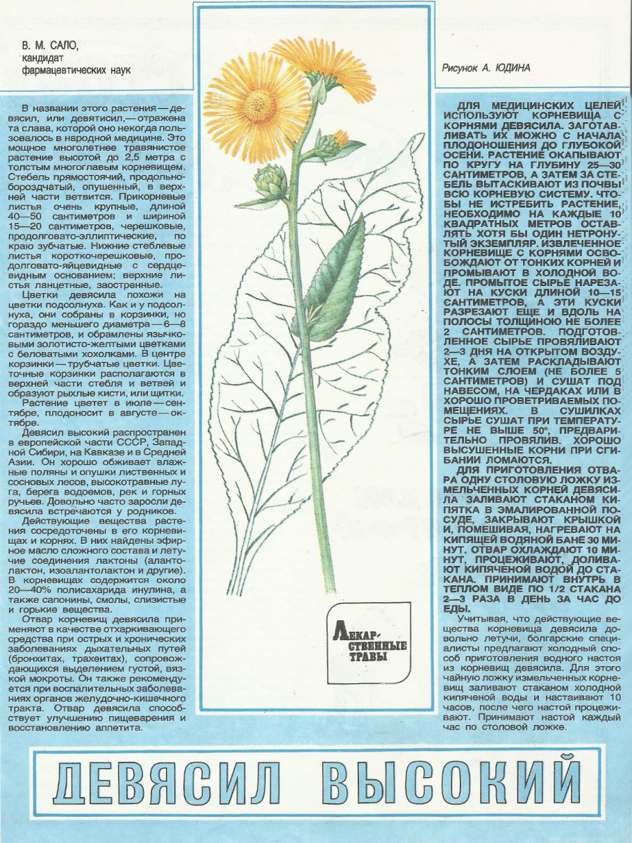 Растение девясил высокий